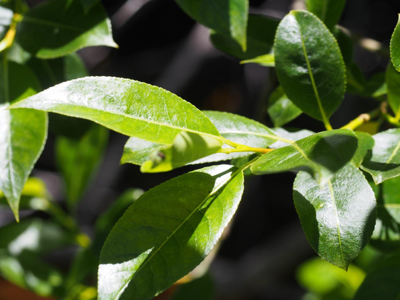 Willow, Bay leaf